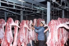 Giá heo hơi hôm nay 28/12: Tăng mạnh, chạm mốc 80.000 đồng/kg