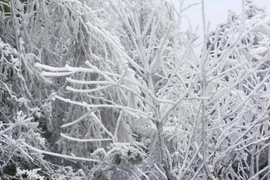 Cận cảnh băng tuyết cực đẹp xuất hiện ở Mù Cang Chải 