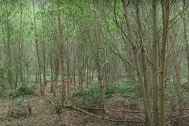 Nghi án giết con gái 4 tuổi rồi cha treo cổ tự tử trong rẫy