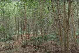 Nghi án giết con gái 4 tuổi rồi cha treo cổ tự tử trong rẫy