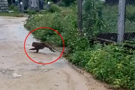 Con khỉ cắn chết 4 con chó, 3 người bị thương ở Quảng Nam