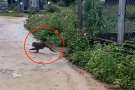 Con khỉ cắn chết 4 con chó, 3 người bị thương ở Quảng Nam