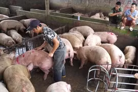 Giá heo hơi hôm nay: Tiếp tục đi ngang tại mức giá 58.000 đồng/kg