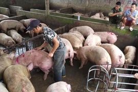 Giá heo hơi hôm nay: Tiếp tục đi ngang tại mức giá 58.000 đồng/kg