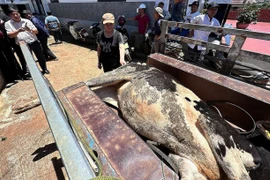 Gần 70 con bò sữa chết bất thường sau khi tiêm vắc-xin ở Lâm Đồng