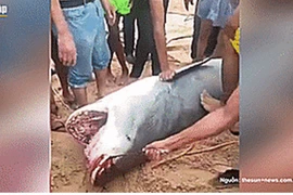 Khoảnh khắc kinh hoàng du khách bị cá mập ăn thịt