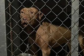 Người mẹ 82 tuổi bị chó Pitbull của con gái cắn tử vong tại chỗ 