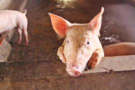 Giá heo hơi hôm nay: Giá heo hơi giảm nhẹ ở miền Nam