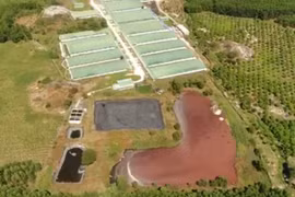 Đồng Nai: Sở TN&MT yêu cầu 4 doanh nghiệp FDI tạm ngừng hợp tác 328 trang trại