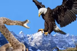 Sự khốc liệt của những cuộc chiến sinh tử trong thế giới động vật 