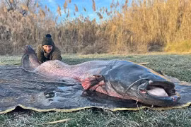 Đi câu cá chép, bất ngờ bắt được “thủy quái” nặng hơn 100kg 