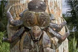  Loài cua lớn nhất trên cạn bị đe doạ tuyệt chủng vì quá ngon