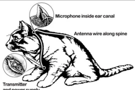 Dự án huấn luyện mèo thành điệp viên của CIA vì sao thất bại?