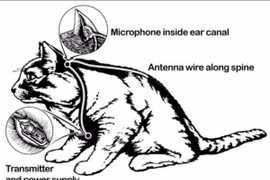 Dự án huấn luyện mèo thành điệp viên của CIA vì sao thất bại?