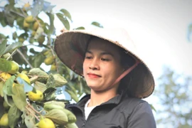 Trồng hồng, người dân Yên Du thu hàng trăm triệu đồng mỗi vụ