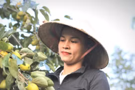 Trồng hồng, người dân Yên Du thu hàng trăm triệu đồng mỗi vụ