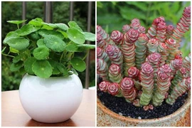 5 loại cây có chữ "tiền" dễ trồng lại mang tới nhiều may mắn 