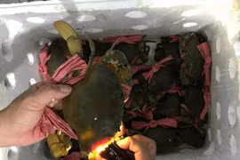 Sắp đến thanh minh, giá cua biển Cà Mau tăng mạnh