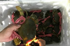 Sắp đến thanh minh, giá cua biển Cà Mau tăng mạnh