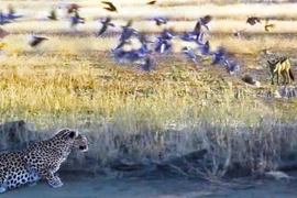  Clip: Kẻ đi săn trở thành con mồi trong tích tắc