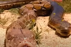  Lạnh người trước những bí mật rùng rợn về rừng Amazon