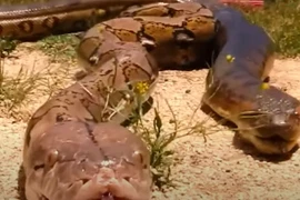  Lạnh người trước những bí mật rùng rợn về rừng Amazon