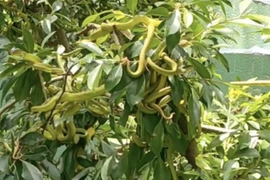 Rắn lục bám lủng lẳng trên cây, chủ vườn suýt ngất 