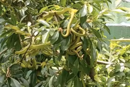 Rắn lục bám lủng lẳng trên cây, chủ vườn suýt ngất 