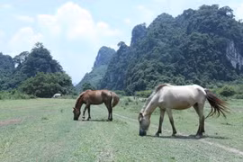 Khám phá thảo nguyên Đồng Lâm xứ Lạng- một "Mông Cổ thu nhỏ"