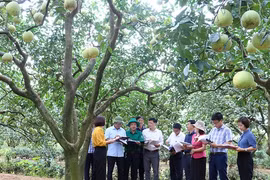 Trồng bưởi theo mô hình IPM, nông dân Phú Thọ thu lãi hơn 186 triệu đồng/ha