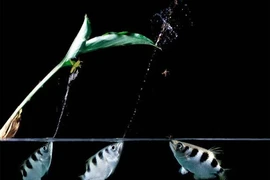 Khả năng dùng miệng làm “súng” săn mồi độc đáo của cá măng rổ