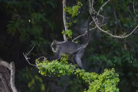 Số phận đàn voọc quý hiếm ở Kiên Giang 12 năm sau di dời
