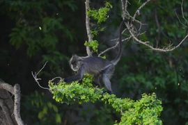 Số phận đàn voọc quý hiếm ở Kiên Giang 12 năm sau di dời