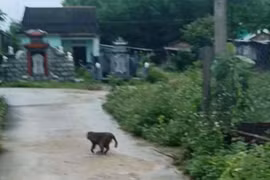 Khỉ lạ vào làng, tấn công 3 người dân ở Quảng Nam bị thương