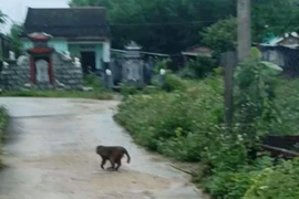 Khỉ lạ vào làng, tấn công 3 người dân ở Quảng Nam bị thương