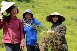 Nông dân Hương Sơn trồng loài cây mọc hoang trên núi kiếm bộn tiền