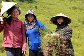 Nông dân Hương Sơn trồng loài cây mọc hoang trên núi kiếm bộn tiền