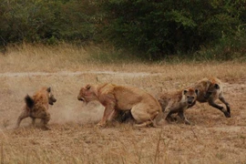  Clip: Kém may mắn, sư tử bị 15 con linh cẩu vây giết