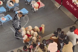  Ngộ nghĩnh cảnh đàn chó biết nhảy dây cùng người