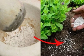 Những loại bột có sẵn trong nhà được xem như "tiên dược" cho cây