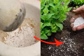 Những loại bột có sẵn trong nhà được xem như "tiên dược" cho cây