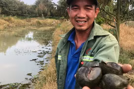 Nông dân Bình Thuận nuôi ốc trong vườn sầu riêng thu tiền tỷ