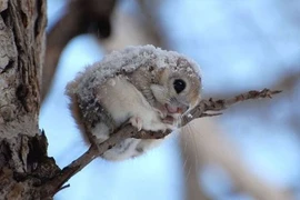 Đây là lý do nhiều người chọn sóc bay lùn Nhật Bản làm thú cưng