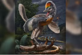 Phát hiện hóa thạch của loài khủng long nhỏ giống chim ở Trung Quốc