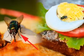 Thức ăn sau khi bị ruồi đậu vào nguy hiểm thế nào?