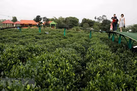 Thái Nguyên phát triển du lịch gắn với văn hóa chè