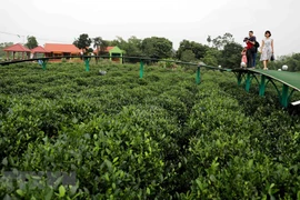 Thái Nguyên phát triển du lịch gắn với văn hóa chè