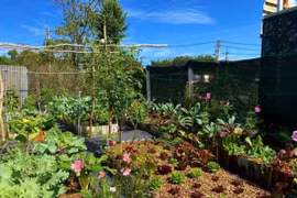 Khu vườn trăm loạt rau đẹp lung linh ở Củ Chi 