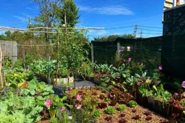 Khu vườn trăm loạt rau đẹp lung linh ở Củ Chi 