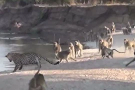 Clip: Báo hoa mai bỏ chạy khi bị đàn khỉ đầu chó dọa 